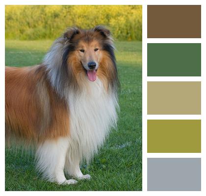 Rough Collie Dog Collie Image